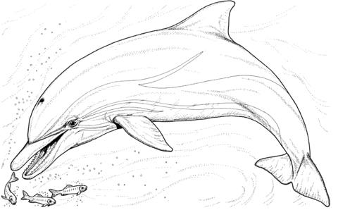 Dolphin And Several Little Fish Coloring Page